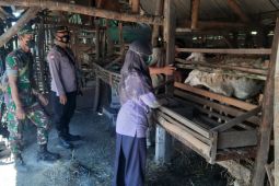 Puluhan sapi di Sidoarjo disuntik vaksinasi penguat