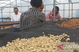 Rumah produksi Green Bean Maju Jaya Sipirok apresiasi PT PLN