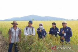 Kalsel lakukan gerakan pengendalian hama tungro