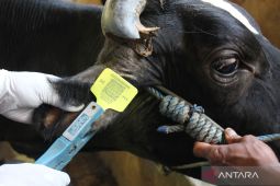 Pemasangan ear tag sapi