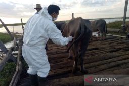 Distan beri vaksin kedua bagi kerbau rawa, cegah PMK