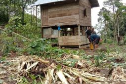Gajah liar  obak-abrik kebun pisang warga Aceh Jaya