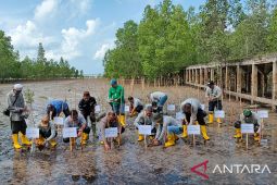 PT Timah Tbk tanam 4.600 bibit mangrove di pesisir Belolaut