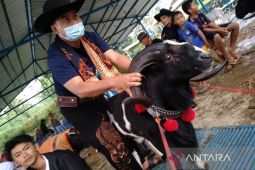 Garut usul 5.000 dosis vaksin PMK untuk domba