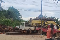 Harga TBS sawit di Batanghari naik Rp100 per kilogram menjadi Rp1.100