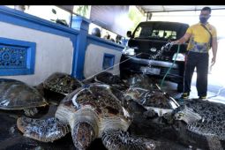 Polisi gagalkan penyelundupan penyu ke Bali