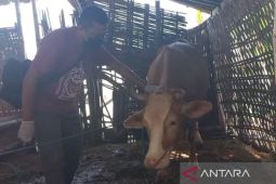 Pemkab Madiun distribusikan 2.150 dosis vaksin PMK tahap dua