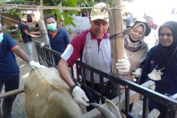 1.000 sapi di Aceh Utara sudah divaksin PMK