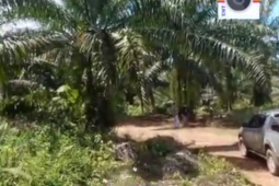 Puluhan hektare kebun sawit diduga berada di hutan