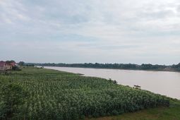 Tanaman jagung tepi Sungai Batanghari