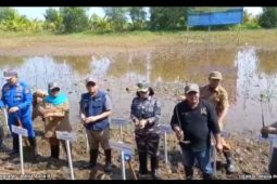 TNI AL tanam ribuan pohon mangrove di Geopark Ciletuh