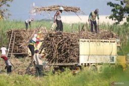 Pabrik Gula Ngadirejo Kediri maksimalkan produksi hingga Oktober 2023