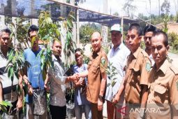 Delapan kelompok tani dapat bantuan bibit buah dari Dinas Pertanian Madina