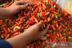 Bangka Belitung inflasi 1,05 persen dipicu delapan pengeluaran naik