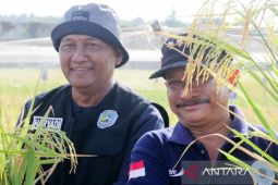 Bung Karna panen padi uji coba bibit unggul BK Situbondo