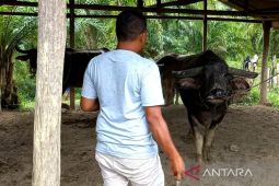 Disbunnak: Capaian vaksinasi ternak di Aceh Barat capai 83 persen