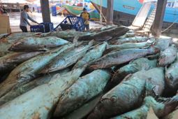Produksi perikanan di Indramayu capai 526 ribu ton tahun lalu