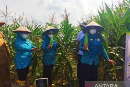 Ketua PKK Metro ajak petani gunakan pupuk kompos