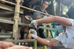 PMK berdampak dari ketahanan pangan hingga sektor pariwisata