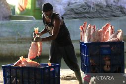 PNBP perikanan tangkap naik