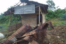 Kawanan gajah liar ubrak-abrik kebun warga