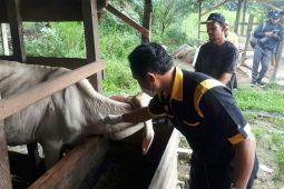 Dinas Pertanian Kabupaten PPU vaksin 900 ekor sapi