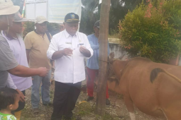 Kasus PMK di Mukomuko bertambah jadi 436 ekor