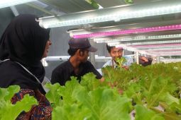 Program "Electrifying Agriculture" PLN tingkatkan usaha hidroponik di Surabaya