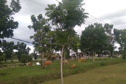 Satpol PP Mukomuko pidanakan warga lepaskan ternak