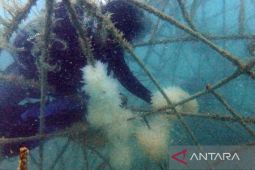 PT Timah tebar 13.000 anakan cumi di laut Bangka