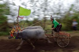 Tradisi Mekepung untuk membangkitkan sektor pariwisata