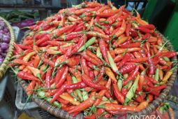 Harga cabai di Bengkulu masih tinggi yaitu Rp80 ribu per Kg
