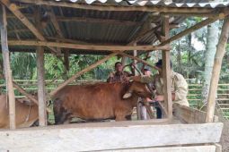 Kasus PMK di Rejang Lebong mulai mereda