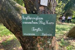 IPB: perlu penelitian buktikan kesamaan senyawa pohon sejenis koka