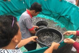 Pertamina Patra Niaga Regional Sumbagsel bantu "Kampung Lele Eka Jaya" Jambi