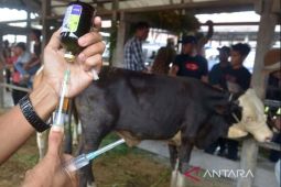 Sebanyak 44.414 ternak warga sembuh dari PMK