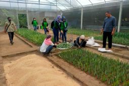 Kediri kembangkan benih nanas PK-1