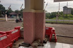 Distan Mukomuko eliminasi ratusan anjing liar