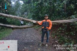 BPBD Kabupataen Lebak singkirkan pohon tumbang timpa rumah karena angin kencang