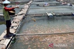 Karawang akan dikembangkan jadi daerah penyedia benih ikan nila