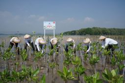 Astra Motor tanam 10.000 mangrove rangkaian penutupan HUT ke-52