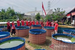 Hormat Bendera 'Merah-Putih' di Kolam Lele