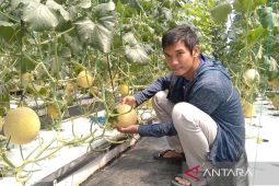 Mengembangkan melon dengan sistem hidroponik