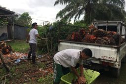 Petani sawit tetap optimis dengan harga sawit yang murah