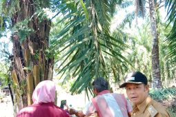 377 ternak di Mukomuko sembuh dari PMK