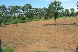 Sumsel ajak masyarakat manfaatkan lahan tidur