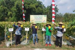 Rayakan HUT RI Ke-77, Sunpride pacu produksi golden melon dengan pengaplikasian teknologi