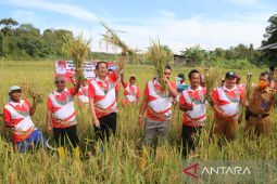 Wakil Bupati Belitung Isyak Meirobie panen padi ramah lingkungan