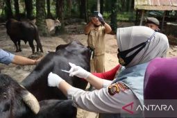 1,63 juta ekor hewan telah divaksin PMK