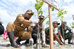 Penghijauan kawasan pesisir miliki banyak manfaat, kata Iswanto